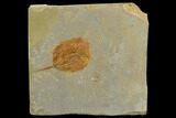 Fossil Leaf (Zizyphoides) - Montana #120861-1